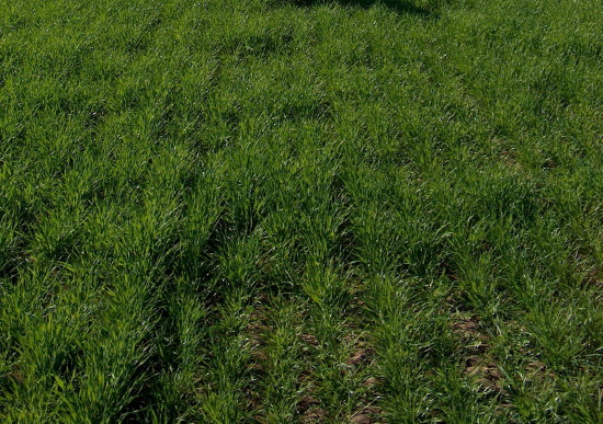 GrassHayUntreated