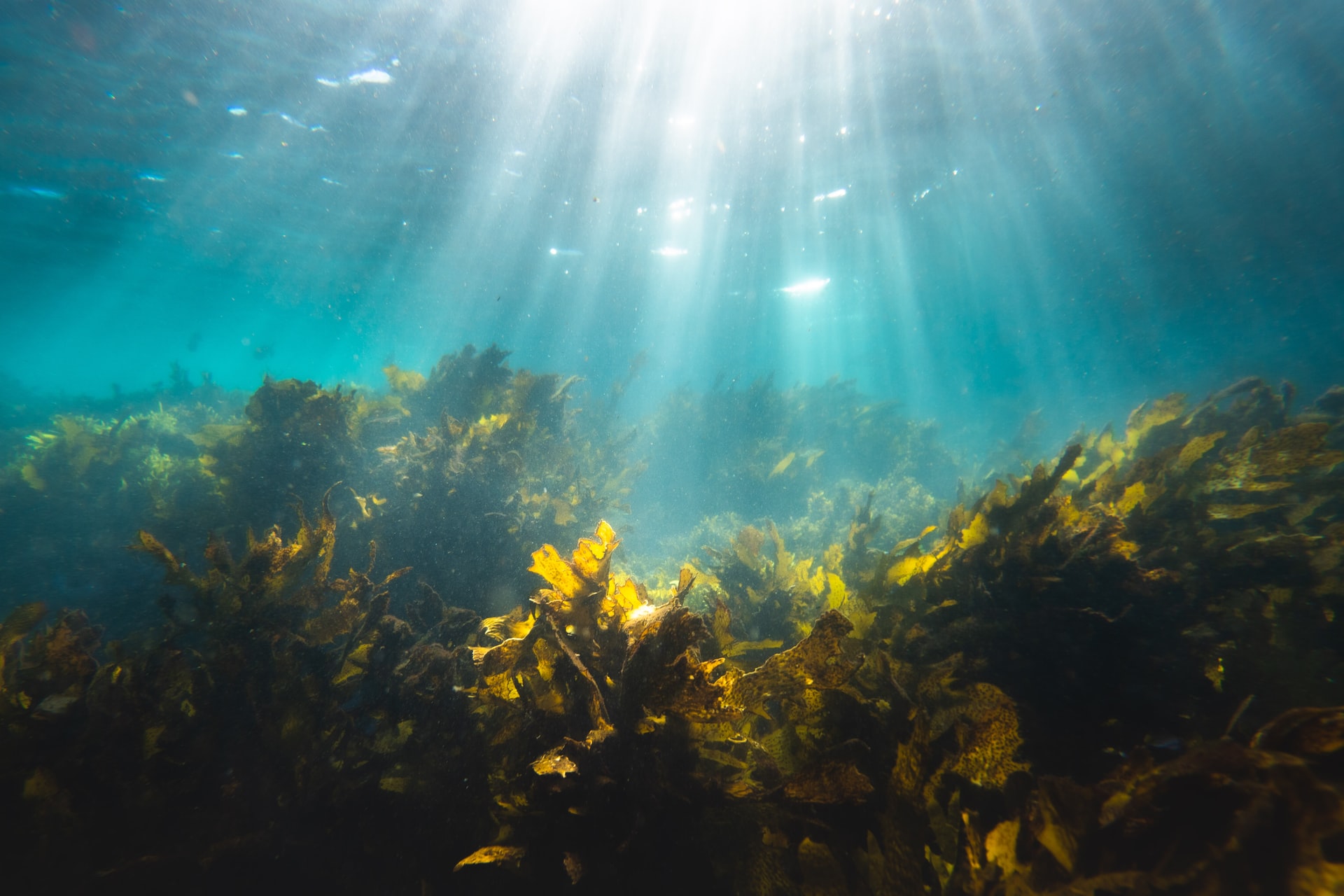 ocean trace minerals
